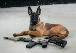 Custom rifle with Belgian Malinois Armory Utah